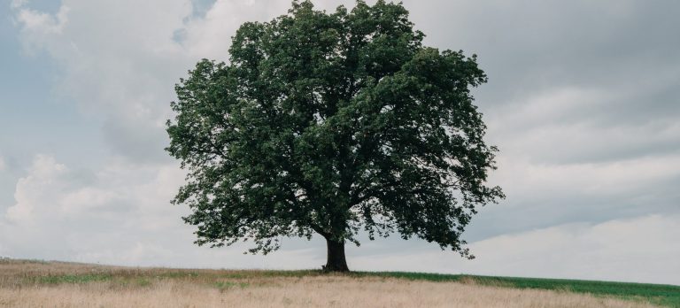 Extra bolagsstämma för fastställande av styrelsens förslag till nya medlemsavgifter 2020.