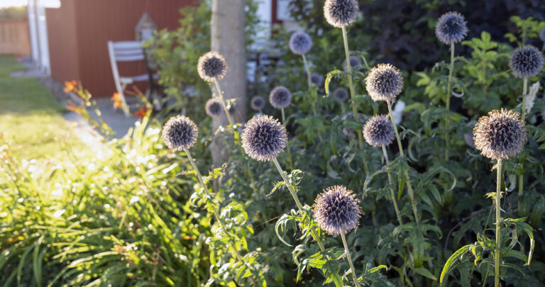 Familjer och hållbarhet